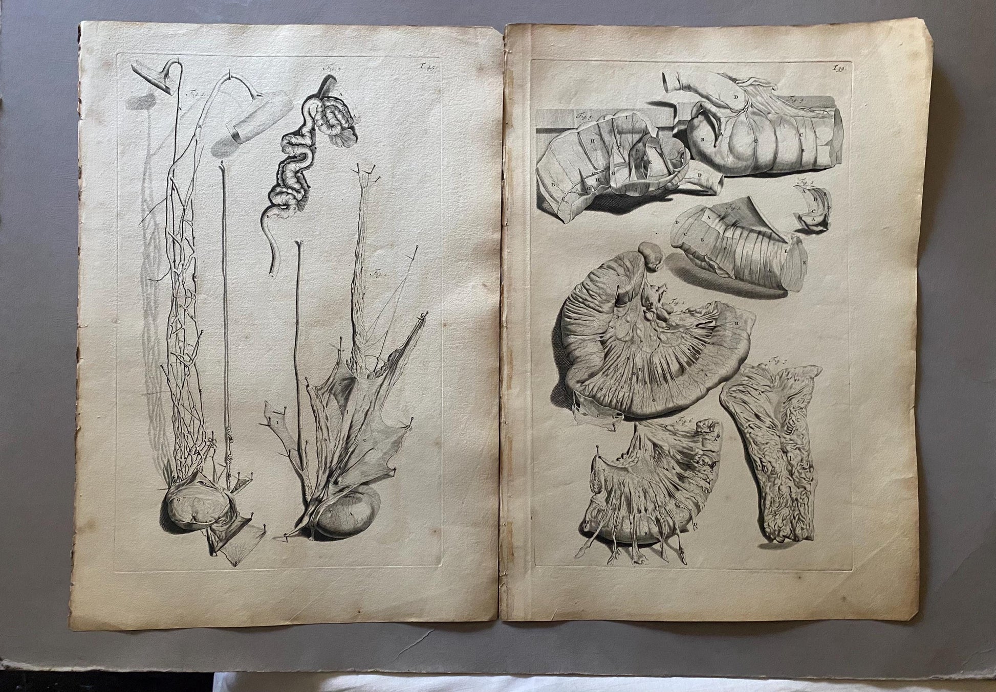 A Collection of 40 Copperplate Engravings From The Anatomia Corporum Humanorum. By William Cowper. 1739. Size: 52 x 35.5 cms.