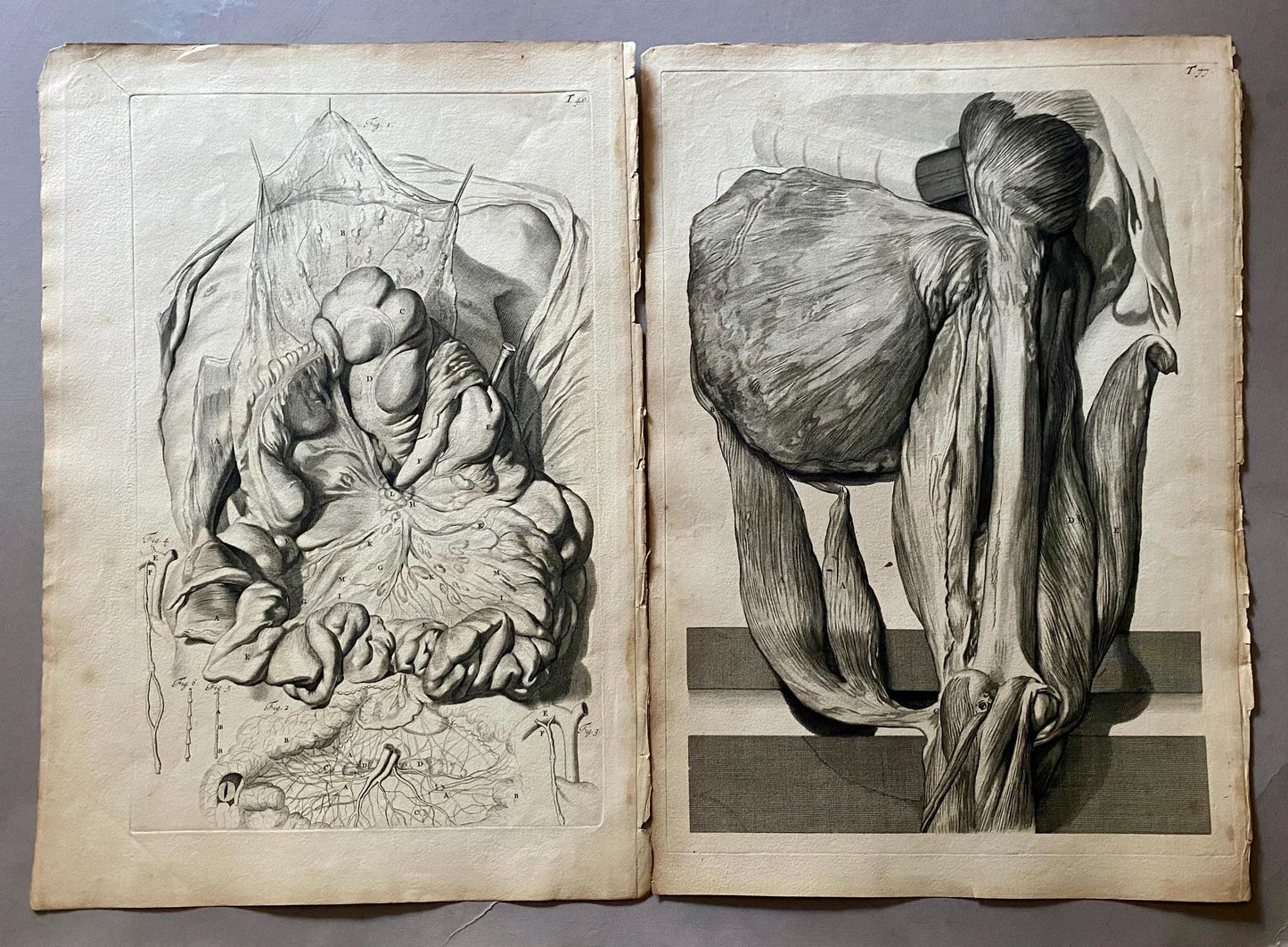A Collection of 40 Copperplate Engravings From The Anatomia Corporum Humanorum. By William Cowper. 1739. Size: 52 x 35.5 cms.