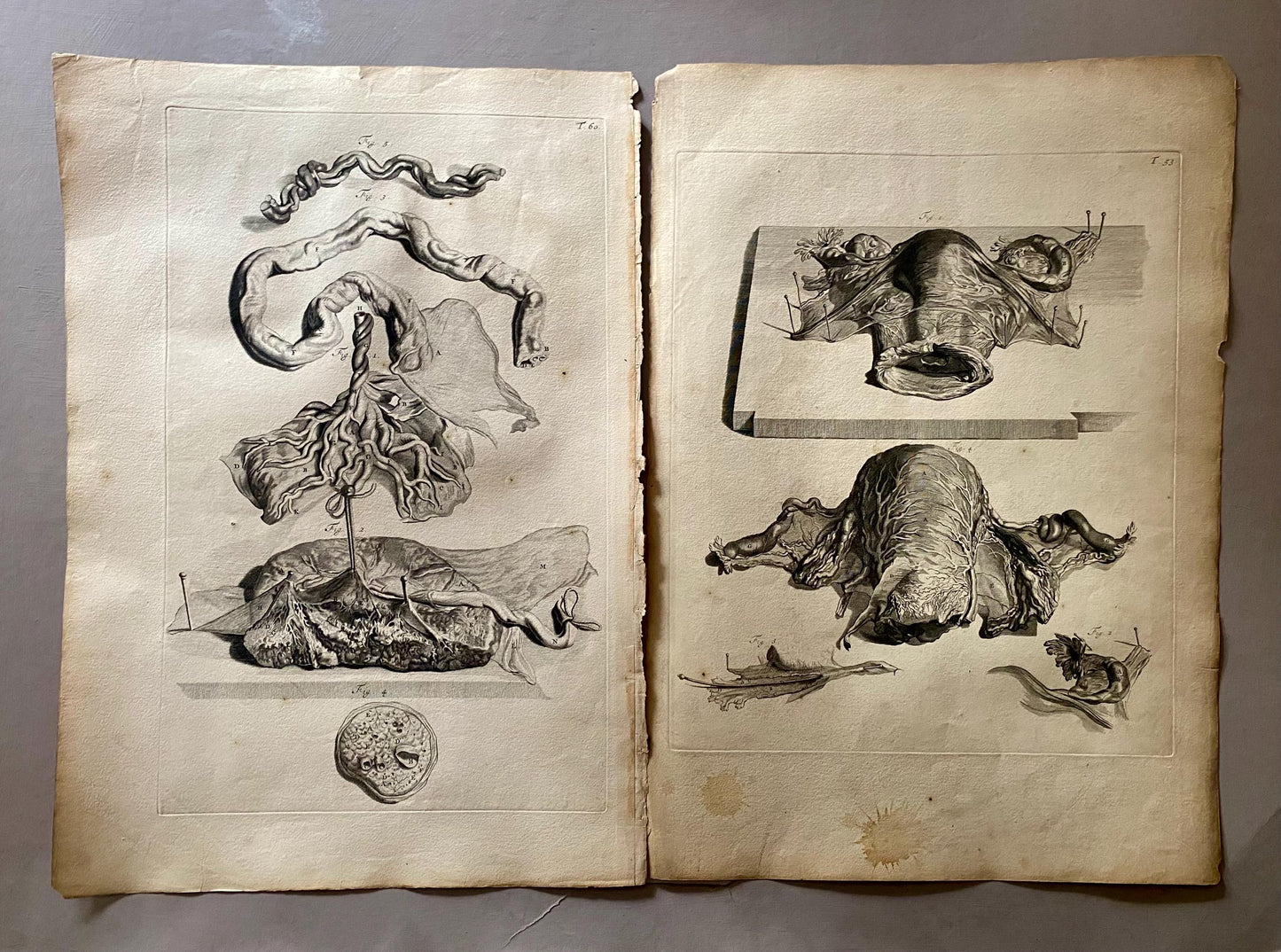 A Collection of 40 Copperplate Engravings From The Anatomia Corporum Humanorum. By William Cowper. 1739. Size: 52 x 35.5 cms.