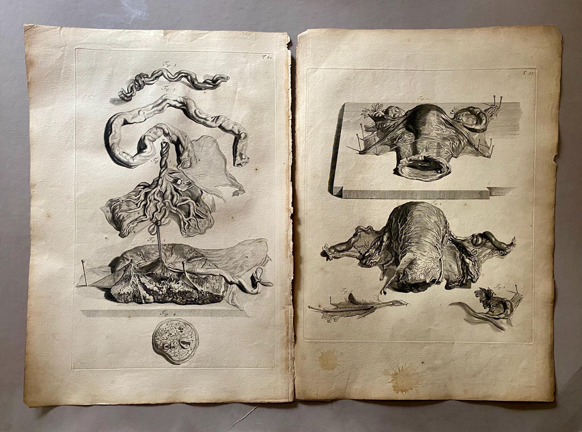 A Collection of 40 Copperplate Engravings From The Anatomia Corporum Humanorum. By William Cowper. 1739. Size: 52 x 35.5 cms.