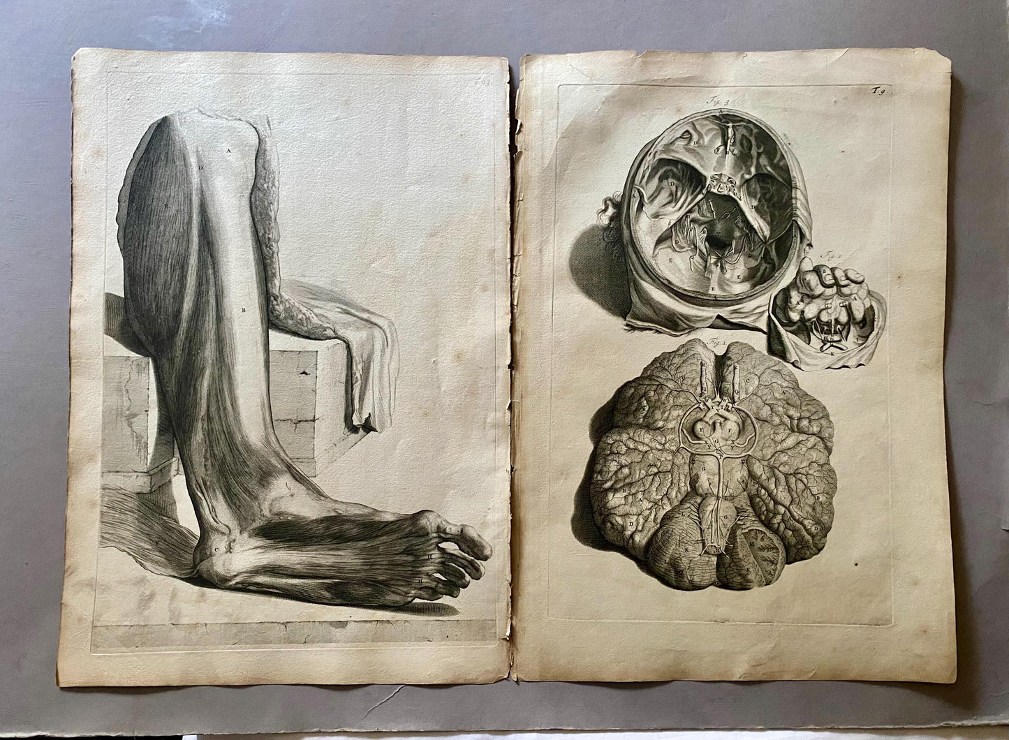 A Collection of 40 Copperplate Engravings From The Anatomia Corporum Humanorum. By William Cowper. 1739. Size: 52 x 35.5 cms.