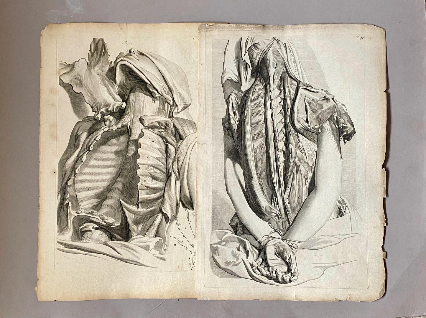 A Collection of 40 Copperplate Engravings From The Anatomia Corporum Humanorum. By William Cowper. 1739. Size: 52 x 35.5 cms.