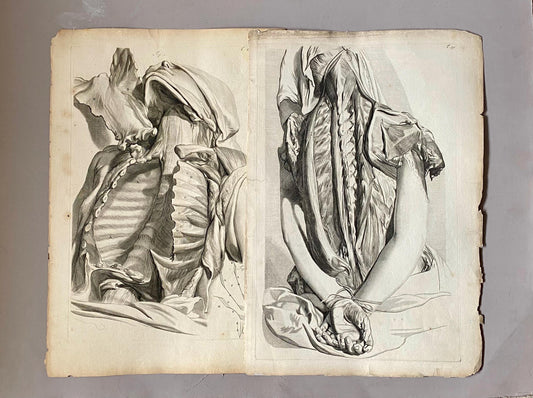 A Collection of 40 Copperplate Engravings From The Anatomia Corporum Humanorum. By William Cowper. 1739. Size: 52 x 35.5 cms.