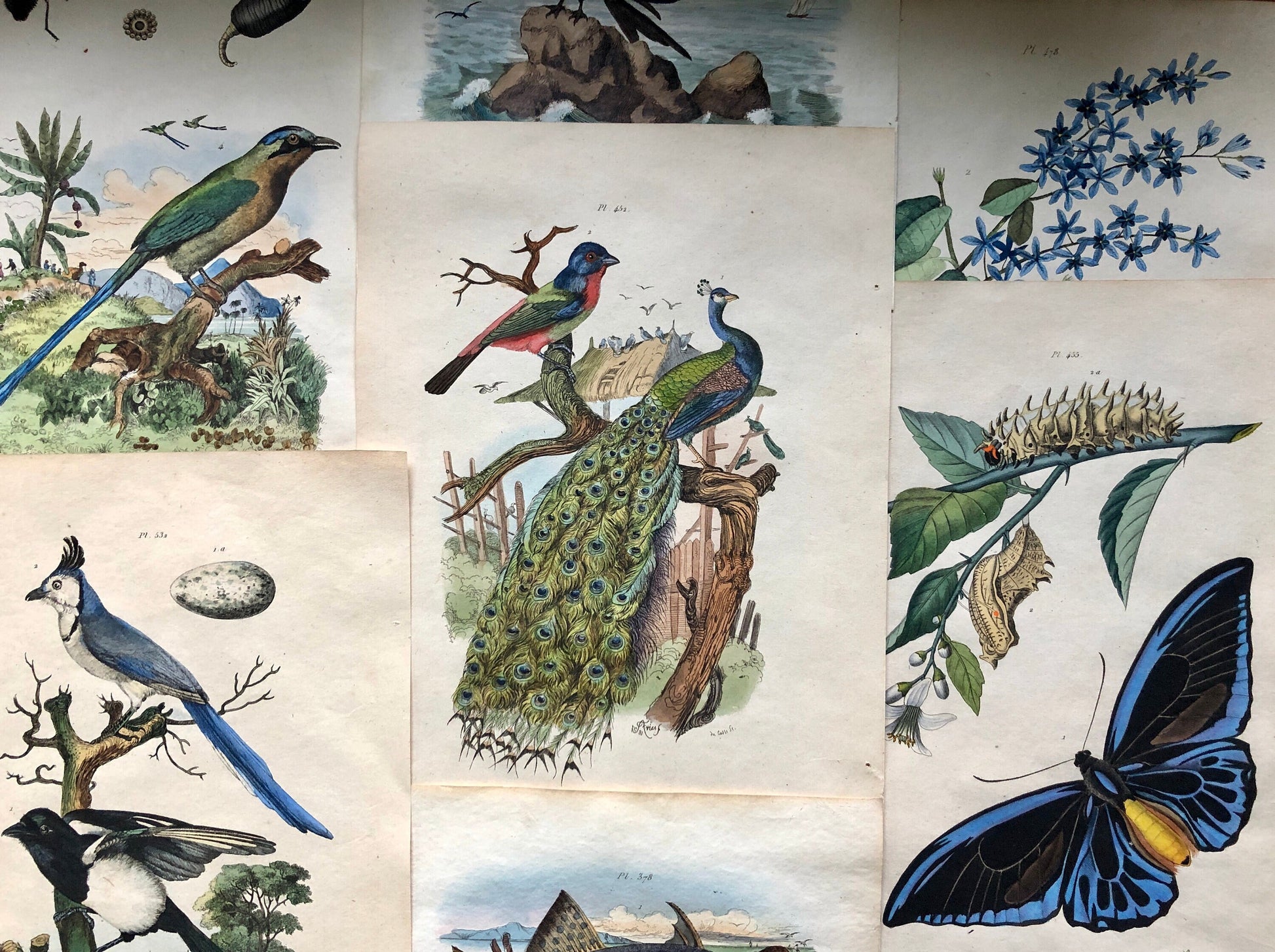 May include: A collection of vintage prints featuring various birds, insects, and a peacock. The prints are in a muted color palette with shades of blue, green, and brown. The prints are framed and displayed on a wall.