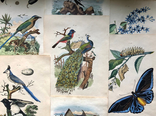 May include: A collection of vintage prints featuring various birds, insects, and a peacock. The prints are in a muted color palette with shades of blue, green, and brown. The prints are framed and displayed on a wall.