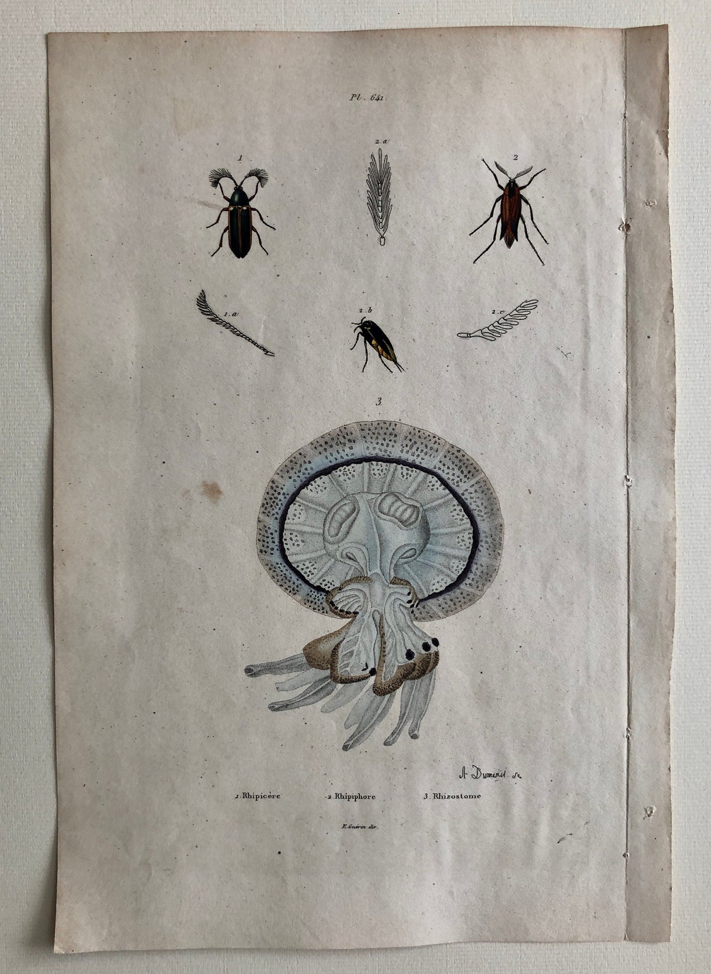 May include: A vintage illustration of a jellyfish with a blue and white bell and brown tentacles. The illustration is labeled "Rhizostome" and is accompanied by illustrations of insects and their wings.