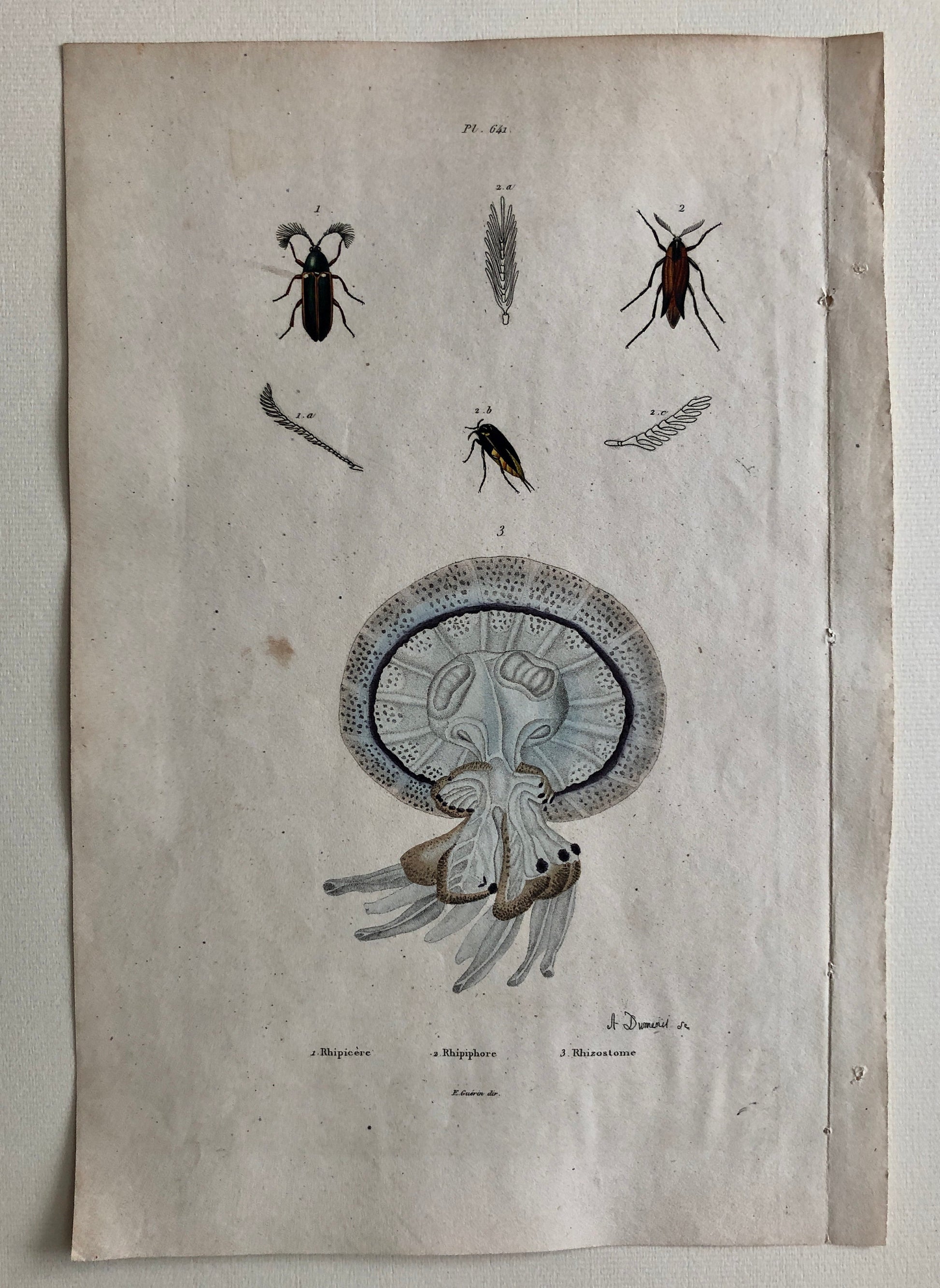 May include: A vintage illustration of a jellyfish with a blue and white bell and brown tentacles. The illustration is labeled "Rhizostome" and is accompanied by illustrations of insects and their wings.