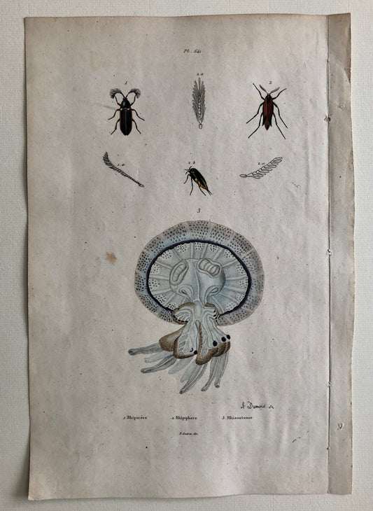 May include: A vintage illustration of a jellyfish with a blue and white bell and brown tentacles. The illustration is labeled "Rhizostome" and is accompanied by illustrations of insects and their wings.