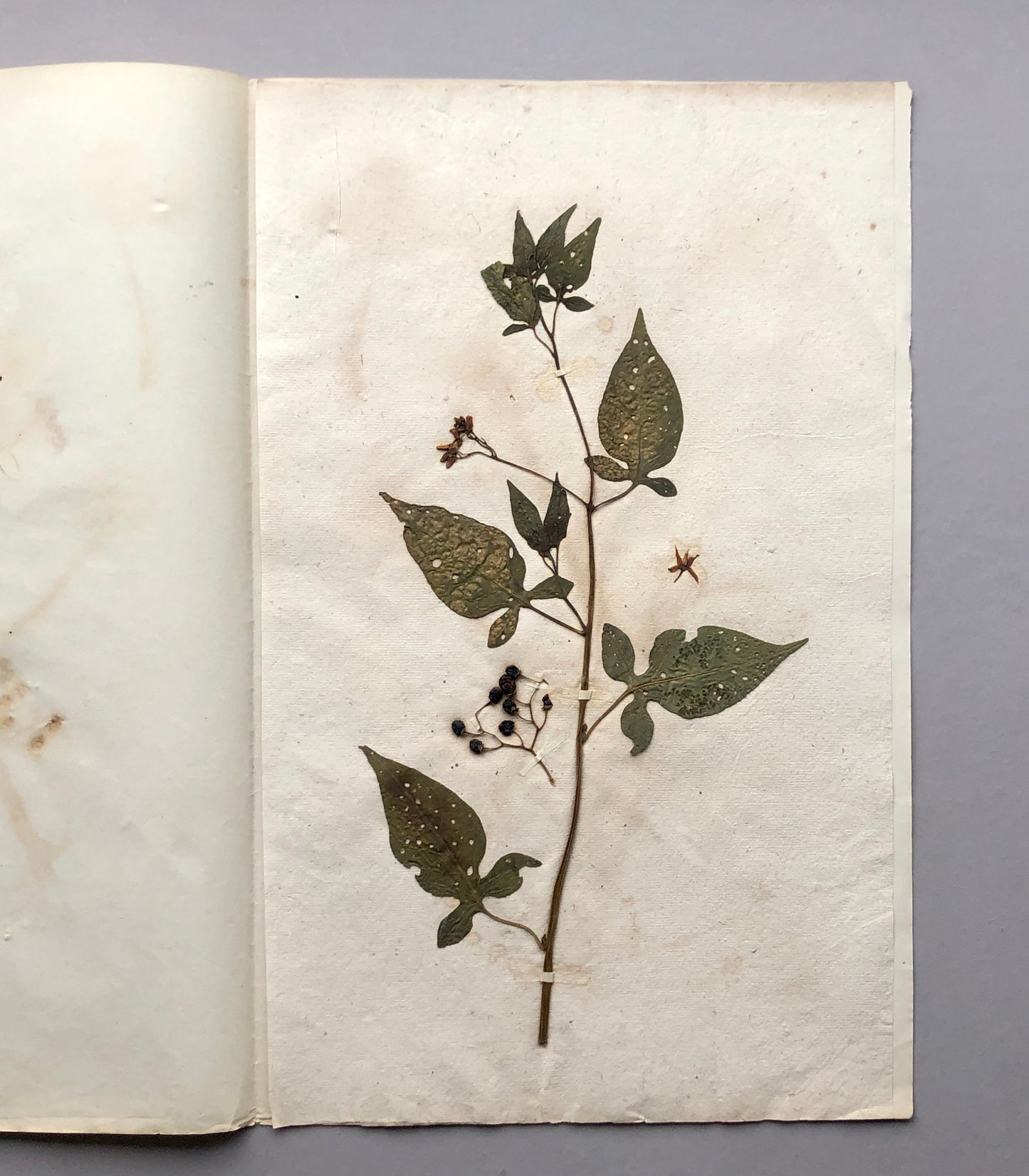 May include: A pressed plant specimen mounted on a sheet of paper. The plant has green leaves with white spots and small black berries. The specimen is mounted on a sheet of aged paper.
