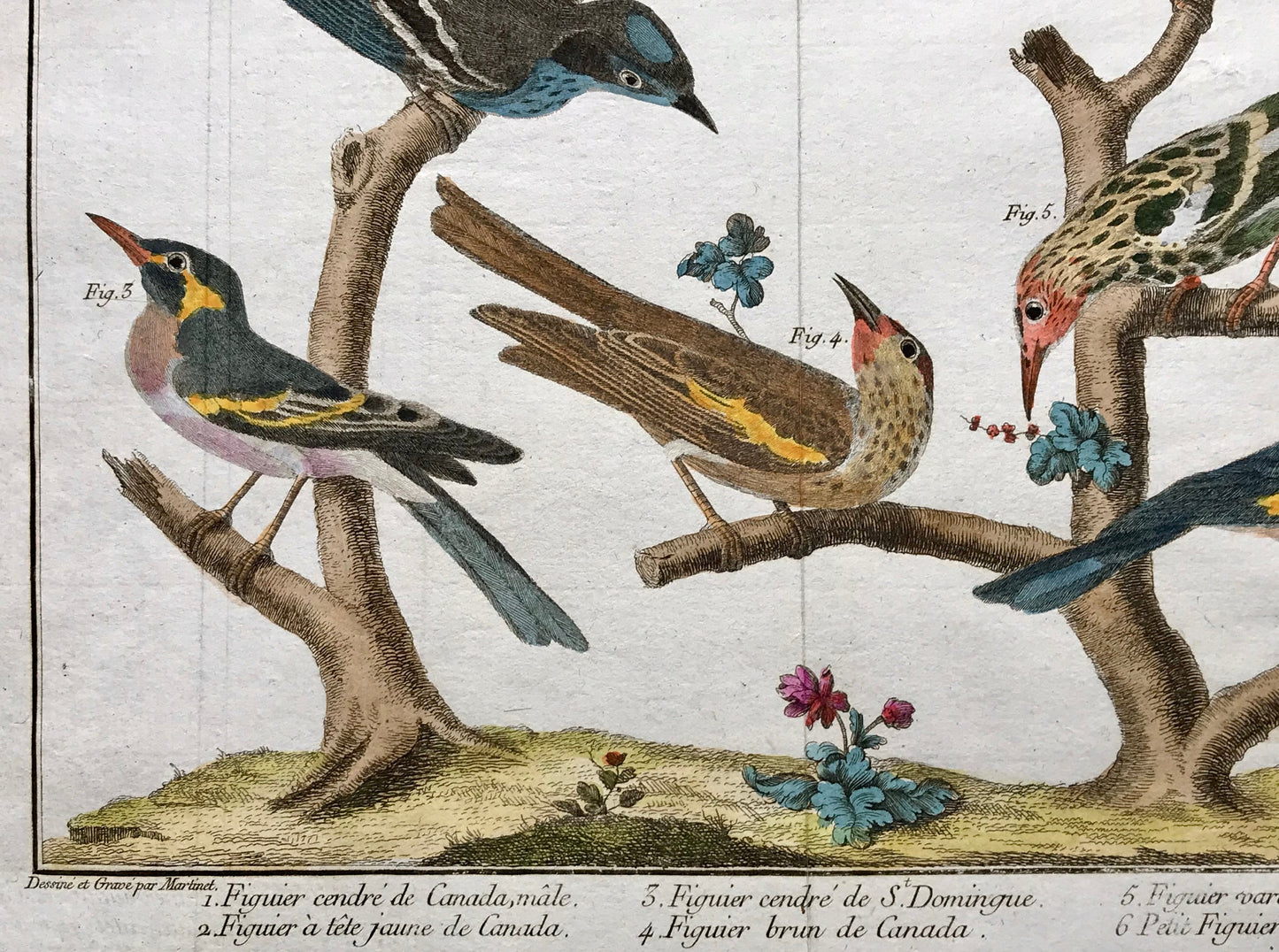 A Copper Plate Engraving of Various Kinds of Fig-eaters. By Francois-Nicholas Martinet. Hand coloured. Dated 1770. 25 x 35.8 cms.