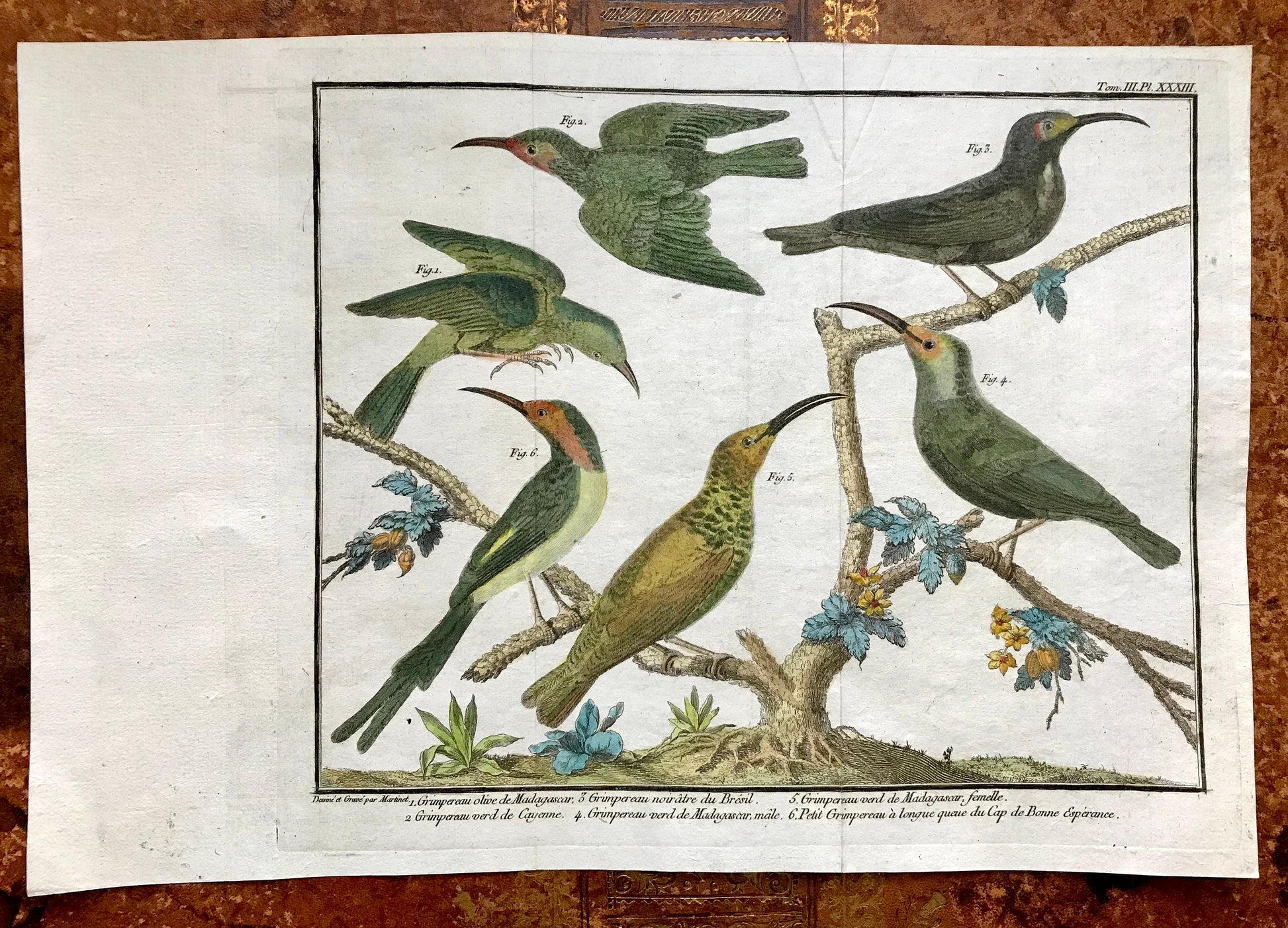 A Copper Plate Engraving of Kinds of Treecreeper. By Francois-Nicholas Martinet. Hand coloured. Dated 1770. 25 x 36.5cms.