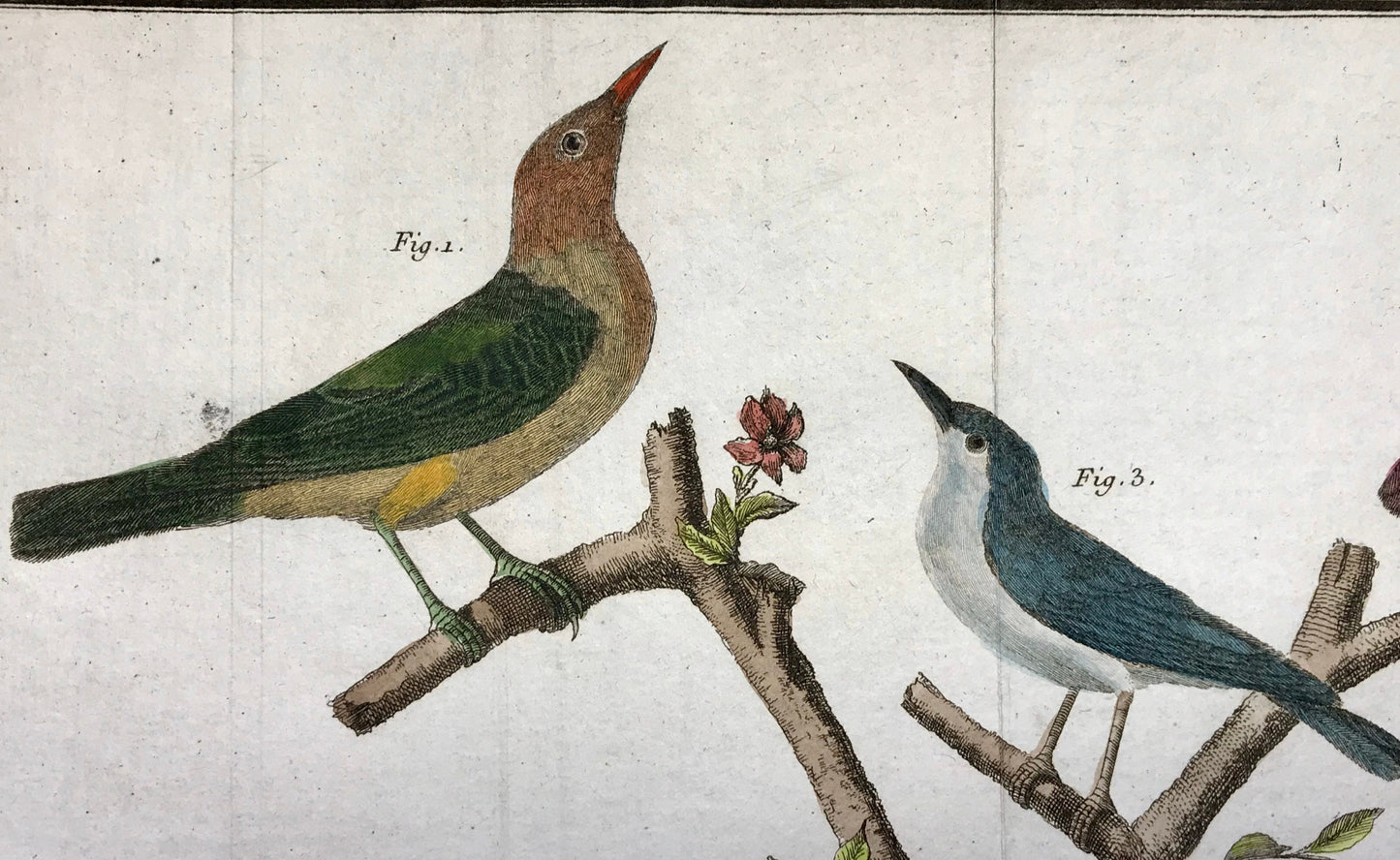 A Copper Plate Engraving of Pipit Birds and Fig-eaters. By Francois-Nicholas Martinet. Hand coloured. Dated 1770. 25 x 34.7 cms. .