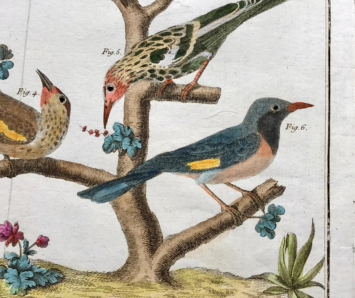 A Copper Plate Engraving of Various Kinds of Fig-eaters. By Francois-Nicholas Martinet. Hand coloured. Dated 1770. 25 x 35.8 cms.