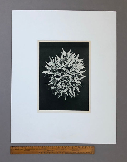 An Original Photogravure by Karl Blossfeldt. Asclepias Speciosa. Showy Milkweed. 1930’s. Size with mount: 50 x 39.7 cms.