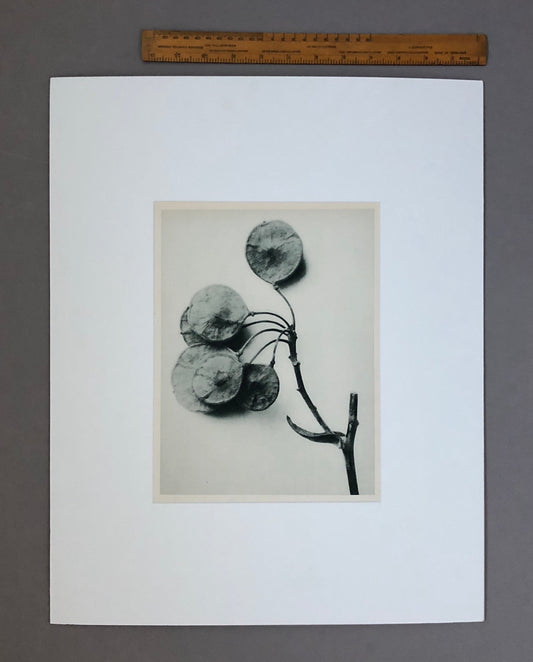 An Original Photogravure by Karl Blossfeldt. Ptelea trifoliate. Three-leaved Hop-tree. 1930’s. Size with mount: 50 x 39 cms.