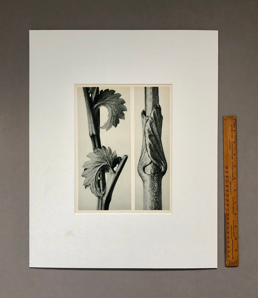 An Original Photogravure by Karl Blossfeldt. Sanguisorba Canadensis. Vincetoxicum fuscatum. 1930’s. Size with mount: 50 x 39.7 cms.