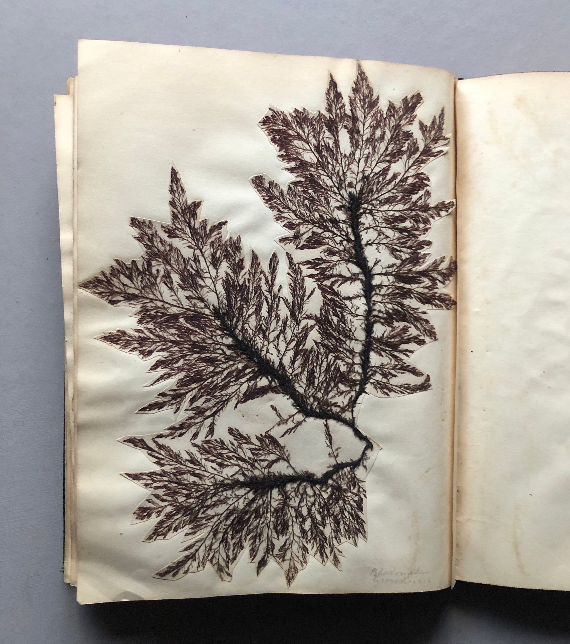 A Victorian Album Containing a Collection of 29 Seaweed. Samples size: