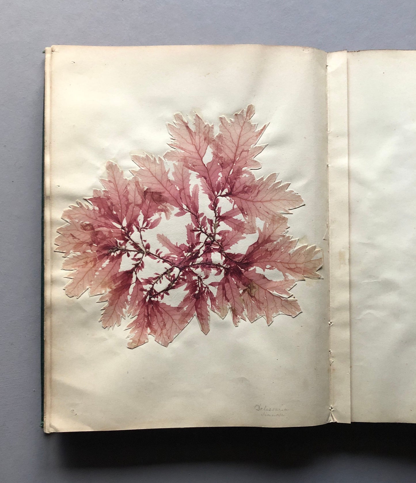 A Victorian Album Containing a Collection of 29 Seaweed. Samples size: