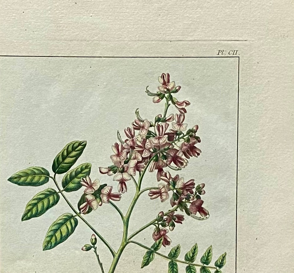 Sophora Ludovicea. An Original Hand Coloured Copper Plate Engraving by Pierre Joseph Buchoz. 1770s. Size: 47.5 x 29 cms.
