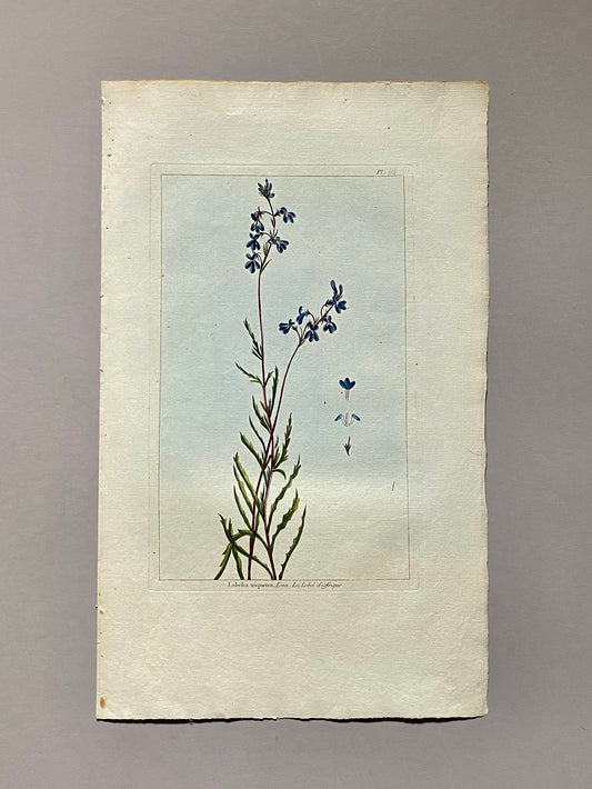 Lobelia traquetra. An Original Hand Coloured Copper Plate Engraving by Pierre Joseph Buchoz. 1770s. Size: 47.5 x 29 cms.