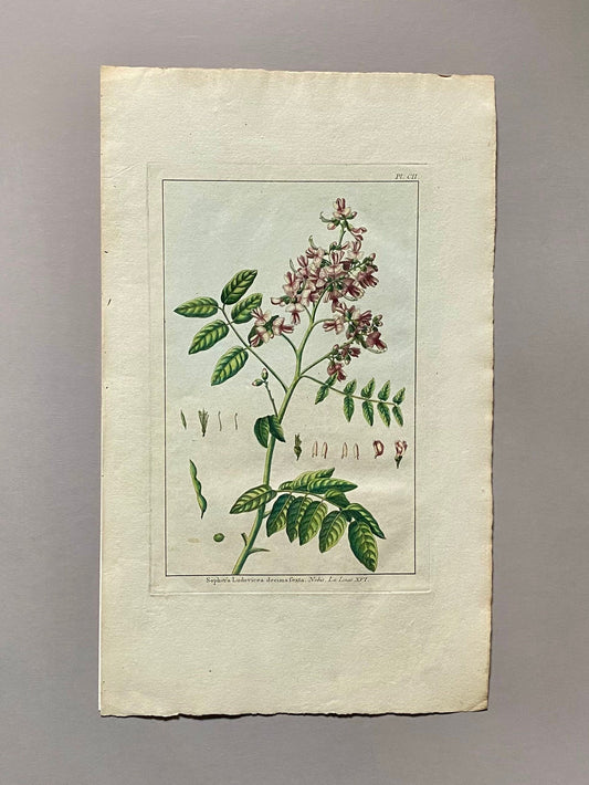 Sophora Ludovicea. An Original Hand Coloured Copper Plate Engraving by Pierre Joseph Buchoz. 1770s. Size: 47.5 x 29 cms.