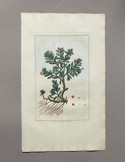 Arbutus uva ursi. Bearberry Plant. An Original Hand Coloured Copper Plate Engraving by Pierre Joseph Buchoz. 1770s. Size: 47.5 x 29 cms.