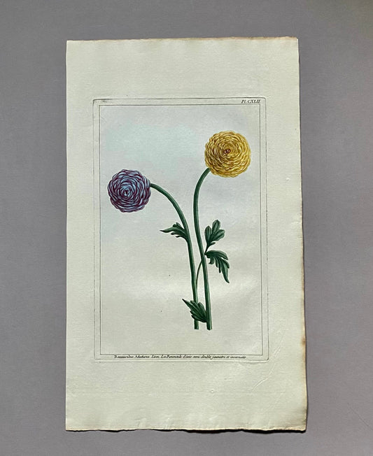 Ranunculus Asiaticus. An Original Hand Coloured Copper Plate Engraving by Pierre Joseph Buchoz. 1770s. Size: 47.5 x 29 cms.