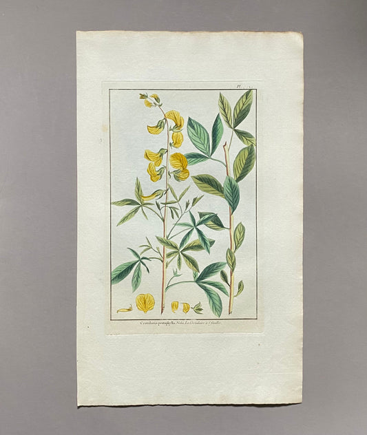 Crotalaria pentaphylla. An Original Hand Coloured Copper Plate Engraving by Pierre Joseph Buchoz. 1770s. . Size: 47.5 x 29 cms.